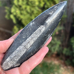 Orthoceras kövület 